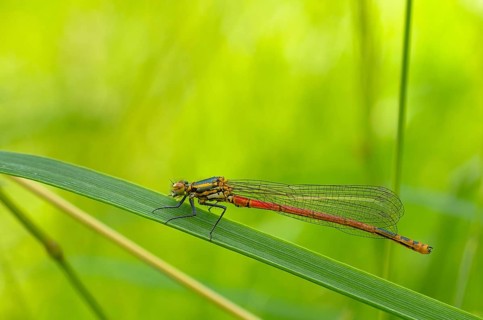 Female Red Damselfly (Pyrrhosoma nymphula) sitting on blade of grass