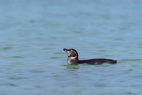 Galapagos penguin (Spheniscus mendiculus) swimming in the sea