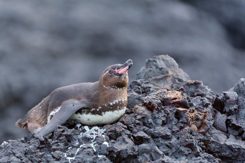 Galapagos penguin (Spheniscus mendiculus) lying on lava rock