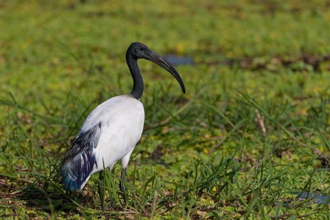 African sacred ibis (Threskiornis aethiopicus) in the swamp