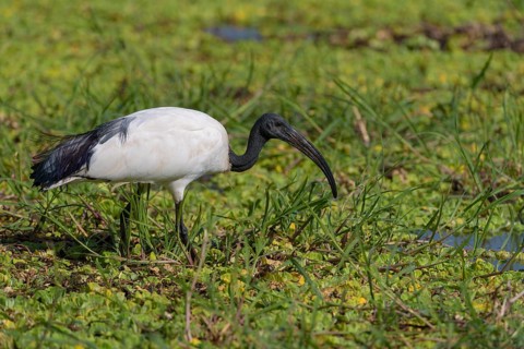 African sacred ibis (Threskiornis aethiopicus) in the swamp