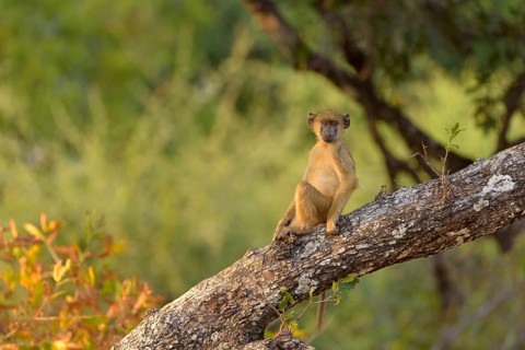 Yellow baboon (Papio cynocephalus)