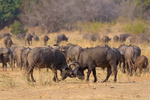 Cape buffalo (Syncerus caffer)