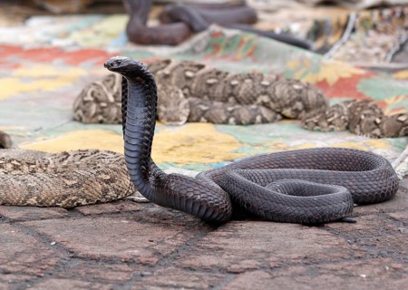 Indian cobra (Naja naja) belonging to snake charmer