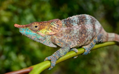 Male cryptic chameleon (Calumma crypticum) in rainforest