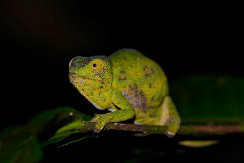 Female Canopy chameleon (Furcifer wilsii) in rainforest