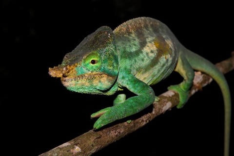 Male Parson's chameleon (Calumma parsonii cristifer) in rainforest