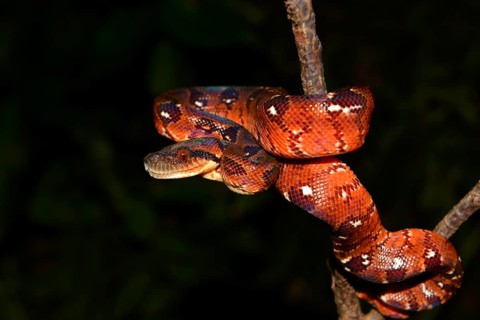 Madagascar tree boa (Sanzinia madagascariensis) in rainforest