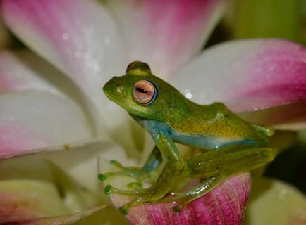 Boophis elenae (Boophis elenae) in rainforest
