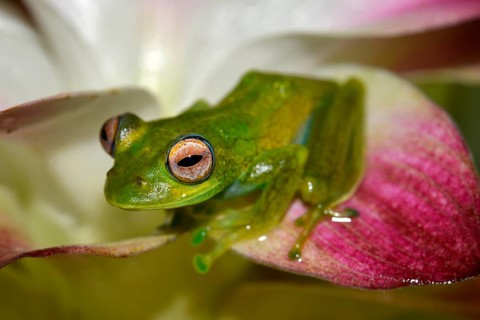 Boophis elenae (Boophis elenae) in rainforest