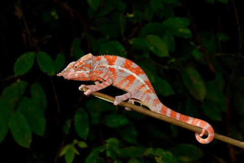 Angel's chameleon (Furcifer angeli)