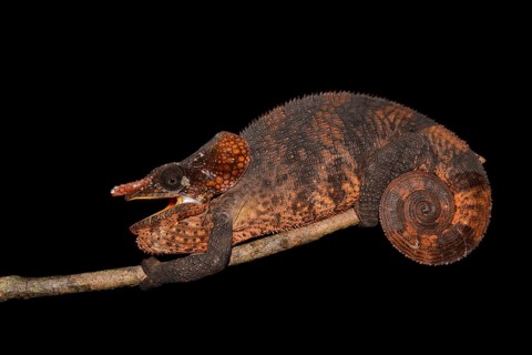 Male shorthorned-chameleon (Calumma brevicorne)
