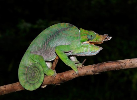 Two-banded or rainforest chameleon (Furcifer balteatus)