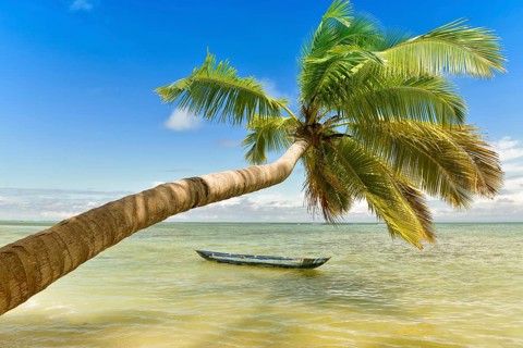 Palm on beach