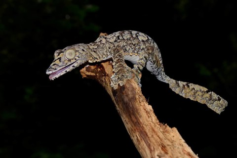 Leaf-tailed gecko (Uroplatus giganteus)