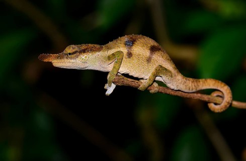 Chameleon (Calumma linotum)