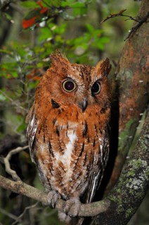 Eared owl (Asio sp.) in dry forest