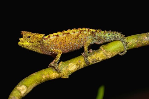 Iaraka River Leaf Chameleon (Brookesia vadoni)