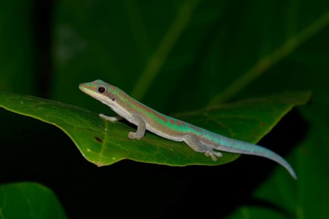 Day gecko (Phelsuma ssp.) in dry forest