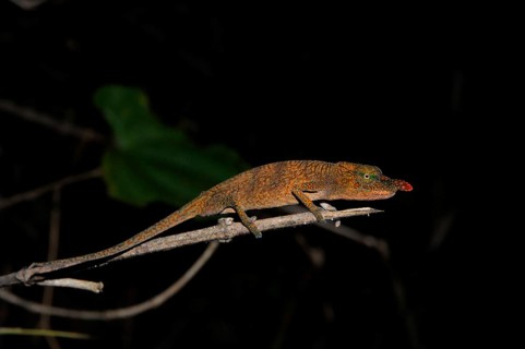 Nose-horned chameleon (Calumma nasutum)