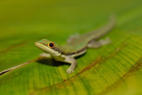 lined day gecko (Phelsuma lineata) on leaf