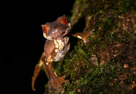Flat-tailed gecko (Uroplatus finiavana)