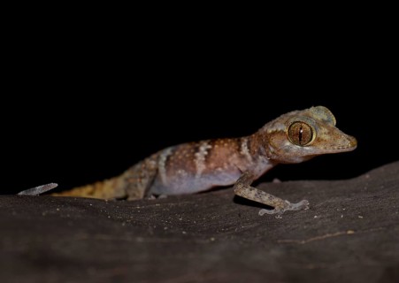 Juvenile banded gecko (Paroedura ssp.)