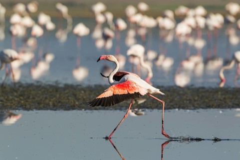 Greater Flamingo (Phoenicopterus roseus)