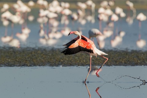 Greater Flamingo (Phoenicopterus roseus)