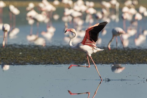 Greater Flamingo (Phoenicopterus roseus)