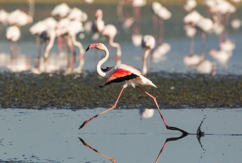 Greater Flamingo (Phoenicopterus roseus)