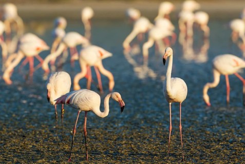 Greater Flamingos (Phoenicopterus roseus)