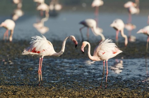 Greater Flamingo (Phoenicopterus roseus)