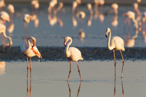 Greater Flamingos (Phoenicopterus roseus)