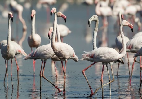 Greater Flamingos (Phoenicopterus roseus)