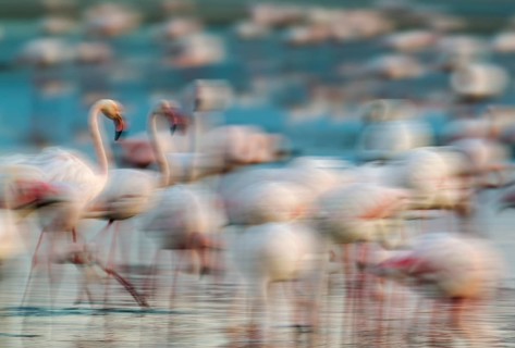 Greater Flamingo (Phoenicopterus roseus)