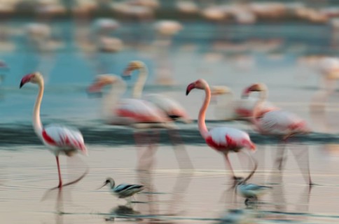 Greater Flamingo (Phoenicopterus roseus)