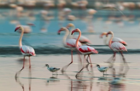 Greater Flamingo (Phoenicopterus roseus)