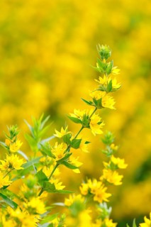 Dotted loosestrife (Lysimachia punctata)