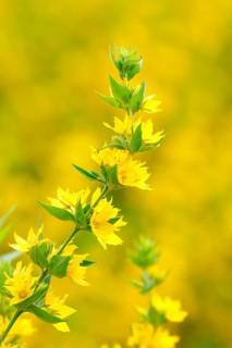 Dotted loosestrife (Lysimachia punctata)