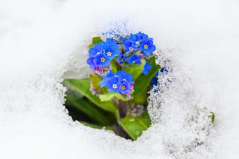 Forget-me-not (Myosotis sylvatica) in the snow