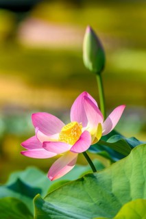 Indian Lotus (Nelumbo nucifera)