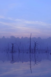 Schwenninger moss Nature Reserve