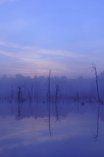 Schwenninger moss Nature Reserve