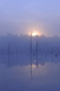 Schwenninger moss nature reserve