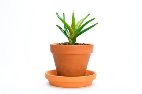 Aloe vera (Aloe vera)