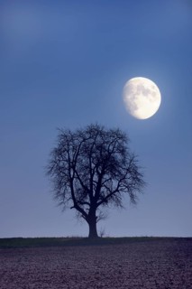 Bald pear tree with waxing moon
