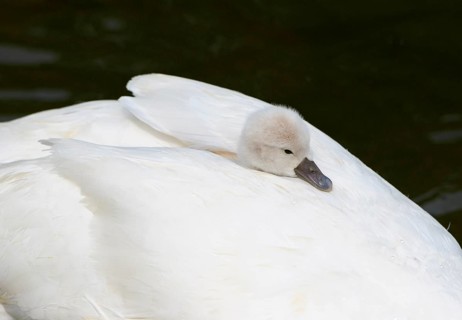 Mute swan (Cygnus olor)