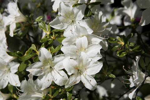 Weigela (Weigela