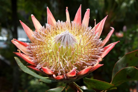 King protea (Protea cynaroides)